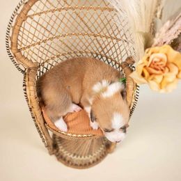 American Corgi and Pembroke Welsh Corgi Puppies from Constellation Corgi