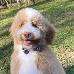 Goldendoodles from Wise Doodles of Alabama