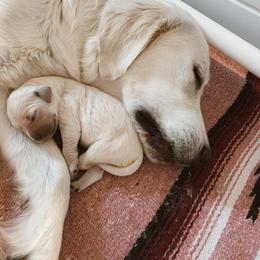 Golden Retriever Puppies from Dani’s Dawgs