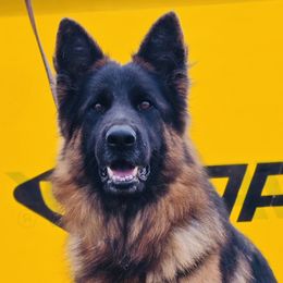 Gini - German Shepherd