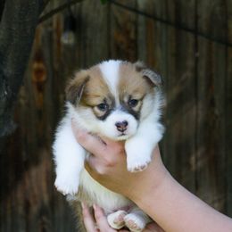 Girl 3 - Red Pembroke Welsh Corgi puppy in Idaho from Blue Sky Corgis