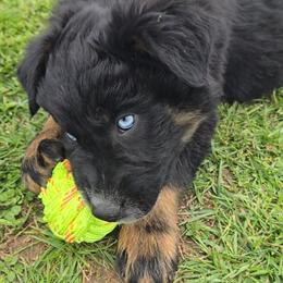 Black Tri Male 2 - Black tri-color male Australian Shepherd puppy in Crossville, Alabama from Bluff View Aussies