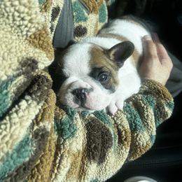 French Bulldog Puppies from The three little frenchies