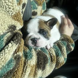 French Bulldog Puppies from The three little frenchies