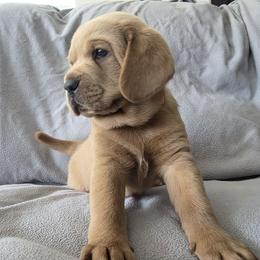 Clover-Orange - Cafe male Labradoodle puppy in Commerce City, Colorado from Playful Paws Labradoodles