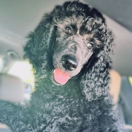 Girl 1 - female Poodle puppy in Homestead, Florida from GYCAM STANDARD POODLE