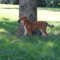 Carolina Dog Puppies from Williams Sweet Carolina