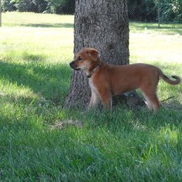 Carolina Dog Puppies from Williams Sweet Carolina