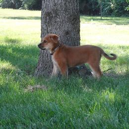 Carolina Dog Puppies from Williams Sweet Carolina