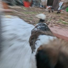 Shih Tzu Puppies from We Shih Tzu Not!