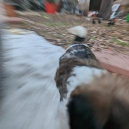 Shih Tzu Puppies from We Shih Tzu Not!