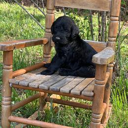Cappuccino - Black female Labradoodle puppy in Batesville, Arkansas from Morris Farmyard
