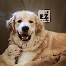 Colorado Mountain Dogs from West Side Woofies