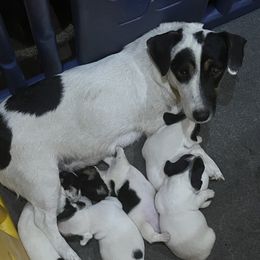 Border Collie and Jack Russell Terrier Puppies from CP FARMS BORDER COLLIES N JACKS CORP