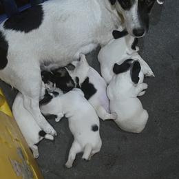Border Collie and Jack Russell Terrier Puppies from CP FARMS BORDER COLLIES N JACKS CORP