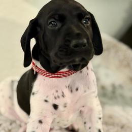 Jagr - Black and white male German Shorthaired Pointer puppy in Conroe, Texas from The Tipsy Rabbit