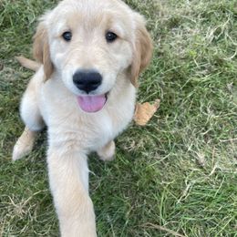 Golden Retriever Puppies from Robinson Goldens