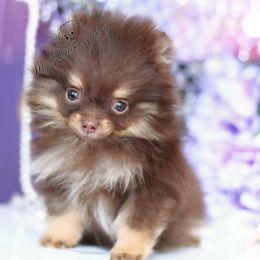 AKC Hershey - Chocolate and tan male Pomeranian puppy in Sacramento, California from My Precious Poms
