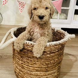 Apple - Cream female Poodle puppy in Calimesa, California from Coriander Pups