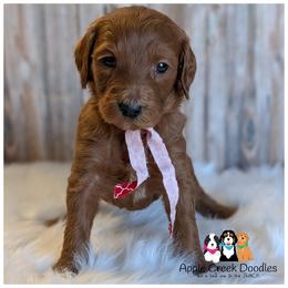 SAWYER - - Red  male Goldendoodle puppy in Jeddo, Michigan from Apple Creek Doodles