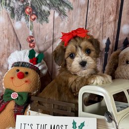 Mistle Toe - Red sable female Havanese puppy in Clermont, Florida from Country Sweet Havanese and Creative Coaching