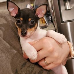 Toy Fox Terrier Puppies from DynAsty Toy Fox Terriers