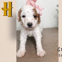 Ginny - Parti female Goldendoodle puppy in Hilton, New York from The House of Goldendoodle