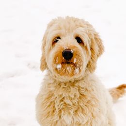 Remi - Australian Labradoodle