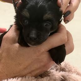 Tri Colored Male - Black white and tan male Chinese Crested puppy in Salt Lake City, Utah from Naked & Famous