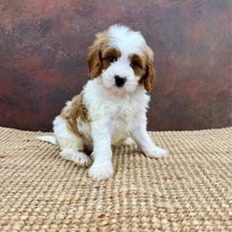 Orion - Blenheim male Cavapoo puppy in Beresford, South Dakota from DAKOTA DOOD RANCH
