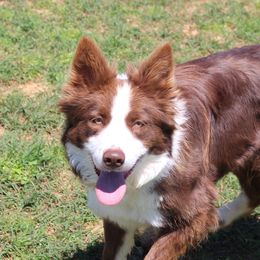 Carrie - Border Collie
