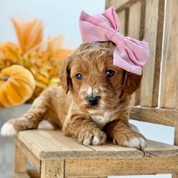Dolly - Red  female Goldendoodle puppy in Queen Creek, Arizona from Goldendoodle AZ