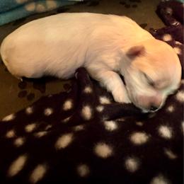 Boy 2 - White male Maltese puppy in Houston, Texas from The Royal Furbabies
