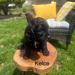 Kelce - Black Goldendoodle puppy in Stratford, New Jersey from Meadow Lark Doodles