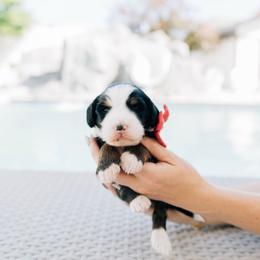 Solstice - Tri-color male Bernedoodle puppy in Murray, Utah from Sun Valley Doodles