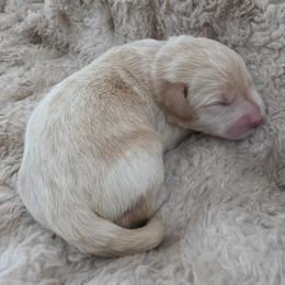 Boy 3 - Cream male Labradoodle puppy in Centerville, Utah from Reid Wasatch Doodles