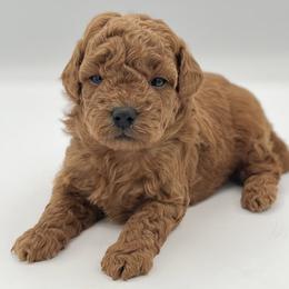Beau - Red  male Goldendoodle puppy in Millersburg, Ohio from Ohio Puppy Paws