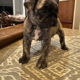 Brindle male - Brindle male Pug puppy in Olivia, Minnesota from Holland Pugs