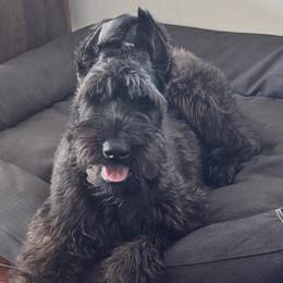 Giant Schnauzers from Raisingcockapoos