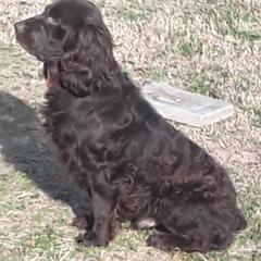 zak - Boykin Spaniel