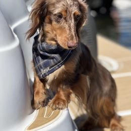 Dachshund Puppies from Larsh L❤️VE Miniature Dachshunds