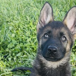 German Shepherds from Von Charry German Shepherd’s