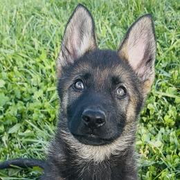 German Shepherds from Von Charry German Shepherd’s