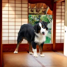 Tove - Black tri male Miniature American Shepherd puppy in Garysburg, North Carolina from Schaefer's Miniature American Shepherds