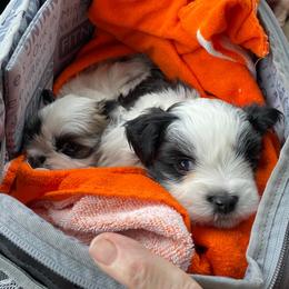 Mal-Shis and Shih Tzus from Wiggle Bottom Shih Tzu/Maltese
