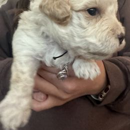 Assorted Doodle Crosses Puppies from Kovalenko Poodles