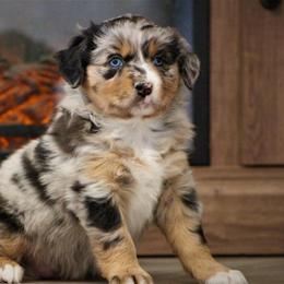 Nova - Miniature Australian Shepherd puppy in Menomonee Falls, Wisconsin from Hunt N Oaks