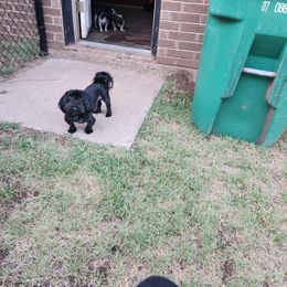 Johnny Cash - Shih Tzu