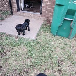 Johnny Cash - Shih Tzu