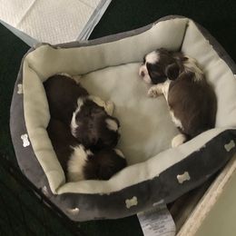 Shih Tzus from Karla’s Shih Tzus